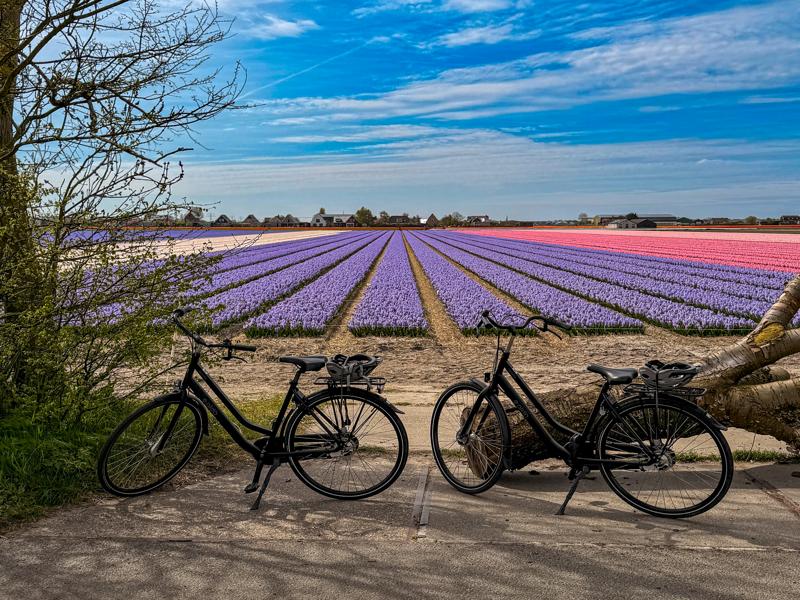 Flower fields around Lisse